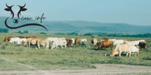 A cow is eating grass in an open environment